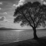Black and White Photograhpy Photography :.