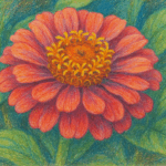 Colored pencils :.