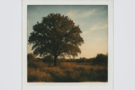 Polaroid :.