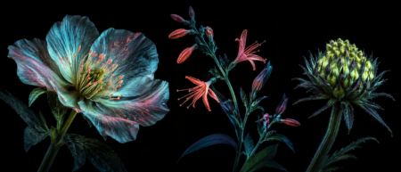 UV-Induced Visible Fluorescence Photography